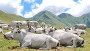 De belles ambitions pour la Gasconne des Pyrénées